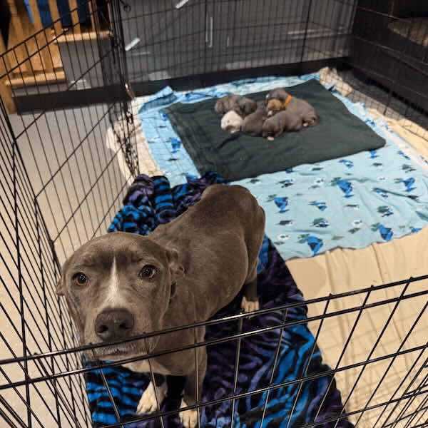 Rescuers Found a Freezing Mother Dog