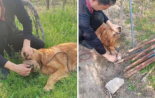 Her Puppies Were Buried