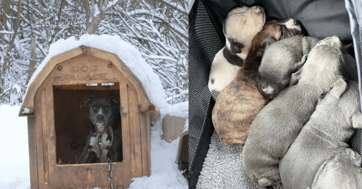 Rescuers Found a Freezing Mother Dog